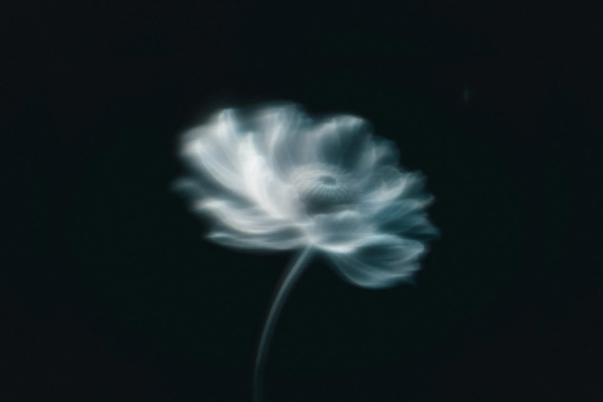Translucent silver flower with a pale blue glow on a black background
